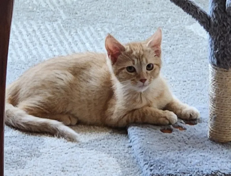 A baby medium-sized male Domestic Short Hair cat named Ivan for adoption in Minneapolis, MN