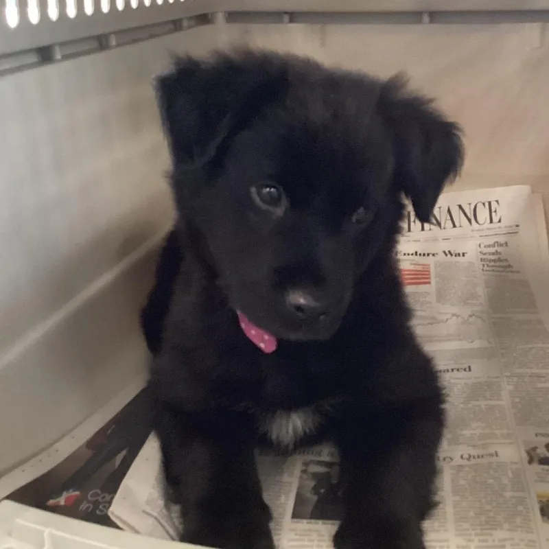 A baby small-sized female Black Retriever dog named Cutie Pie for adoption in Montgomery, AL