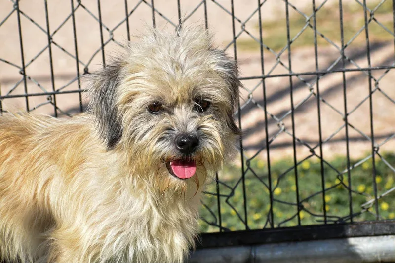 An adult small-sized male Lhasa Apso dog named Boomer for adoption in Joliet, IL
