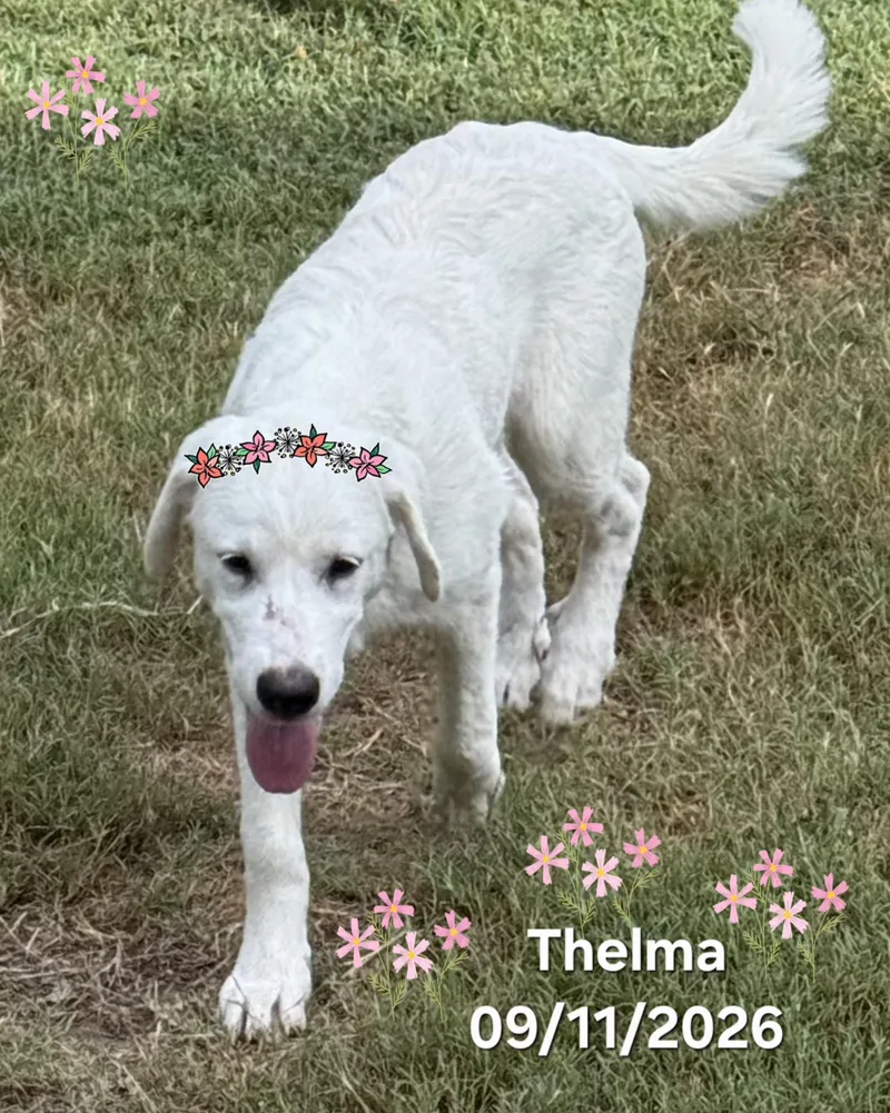 A baby medium-sized female Great Pyrenees dog named Thelma for adoption in Warren, RI