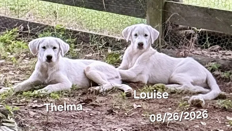 Thelma thumbnail 2