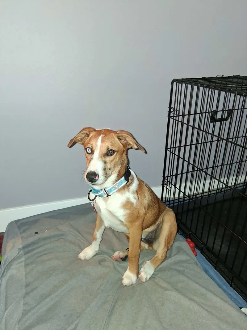 A baby medium-sized female Catahoula Leopard Dog dog named Bubbles for adoption in Dysart, IA