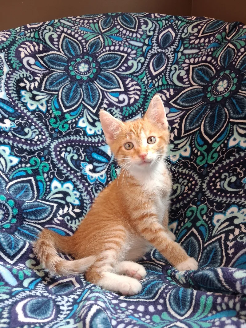 A baby small-sized male Domestic Short Hair cat named Ronen for adoption in Hershey, PA