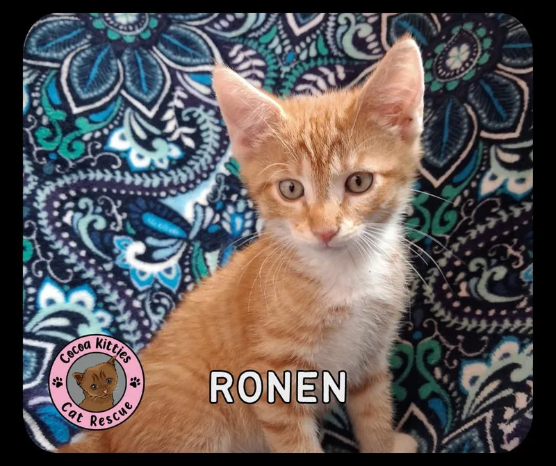 Ronen thumbnail 3