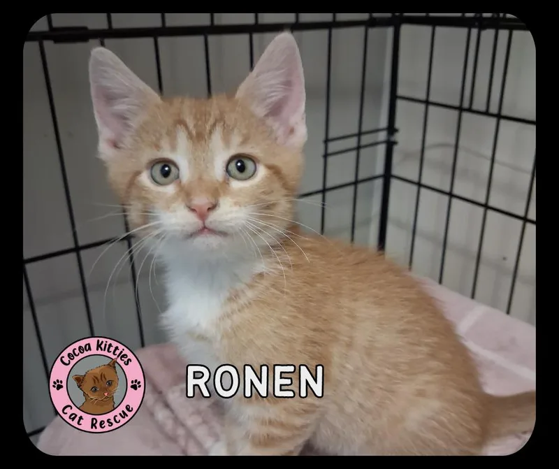 Ronen thumbnail 4