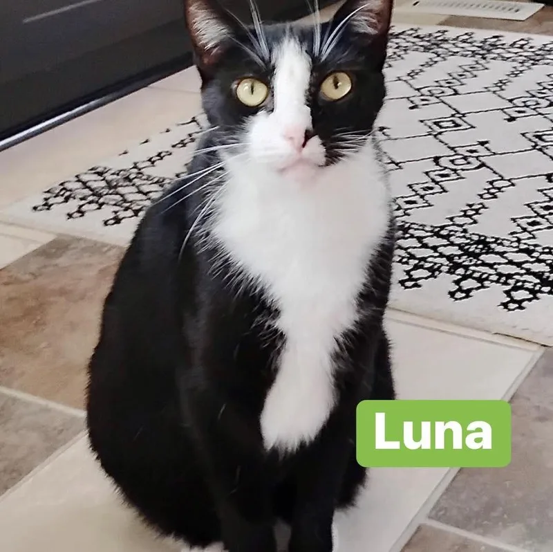 An adult medium-sized male Domestic Short Hair cat named Moon and Luna for adoption in Seven Valleys, PA