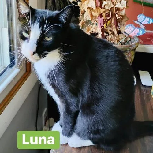 Moon and Luna thumbnail 2