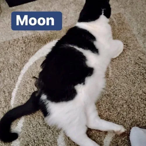 Moon and Luna thumbnail 3
