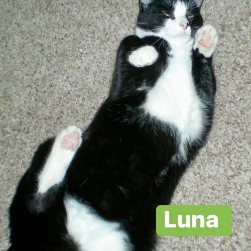 Moon and Luna thumbnail 4