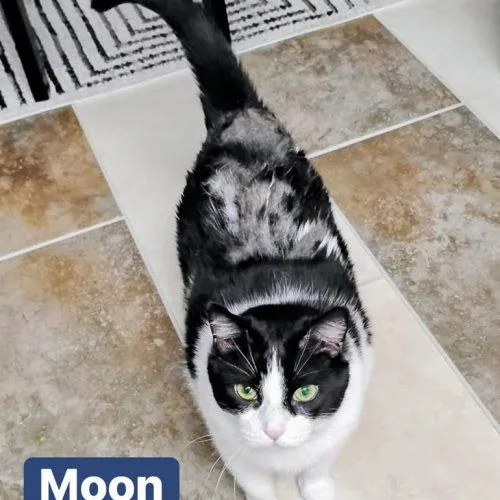 Moon and Luna thumbnail 5