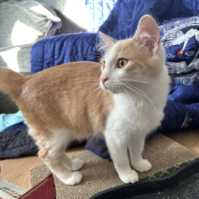 A baby medium-sized male Orange & White Domestic Medium Hair cat named Sven for adoption in Omaha, NE