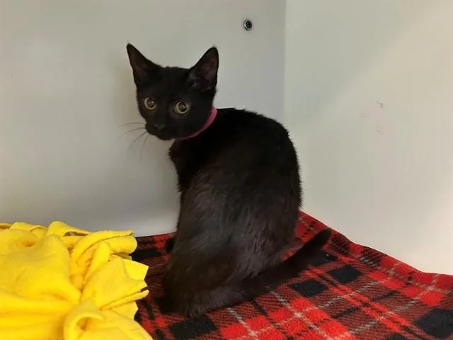 A baby small-sized female Domestic Short Hair cat named Denise for adoption in Peoria, IL