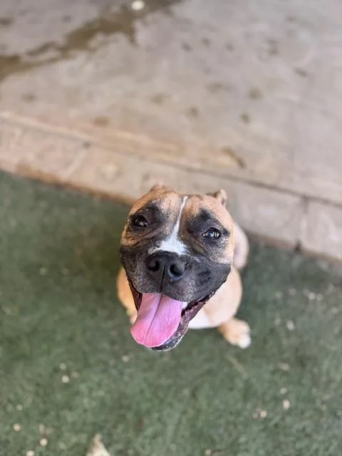 A young large-sized female Mixed Breed dog named Patsy for adoption in Dallas, TX