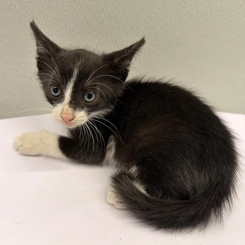 A baby small-sized male Black Domestic Short Hair cat named Batty for adoption in Tampa, FL