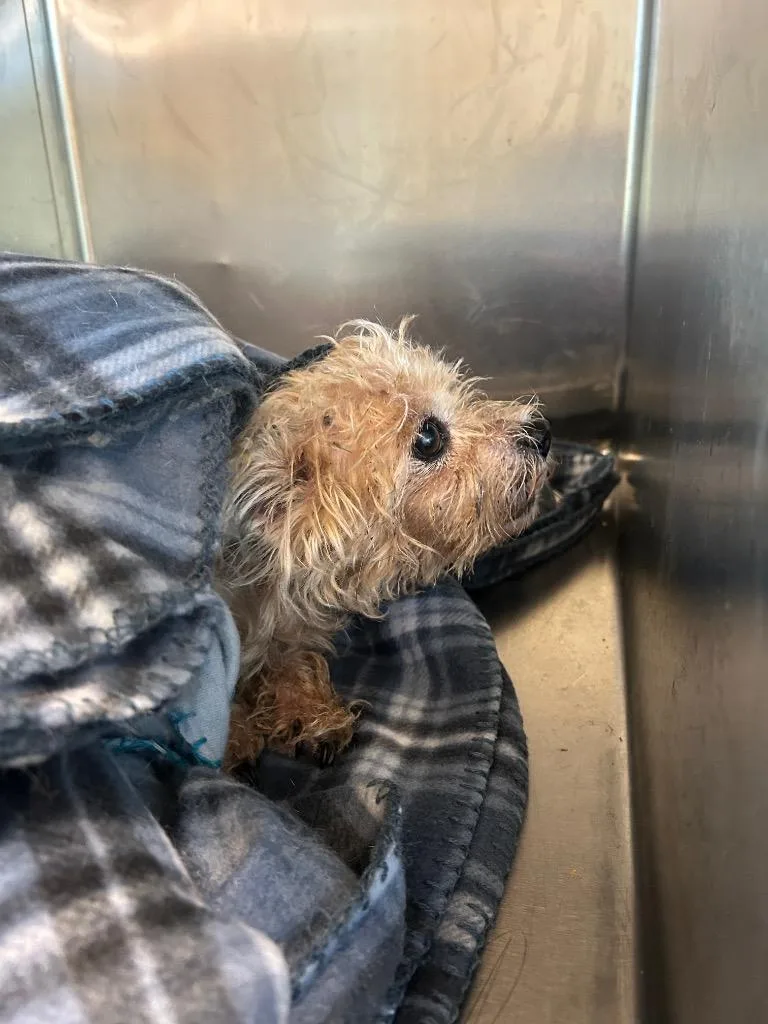 A young medium-sized female Terrier dog named Bam Bam for adoption in Winder, GA