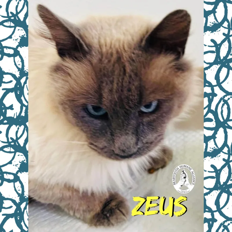 Zeus