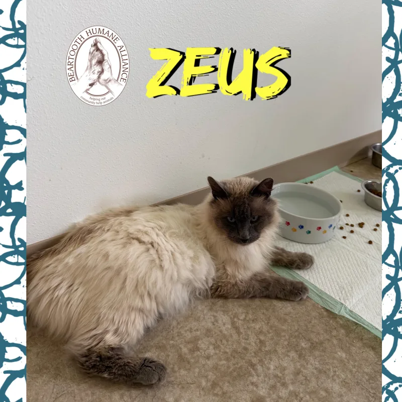 Zeus thumbnail 2