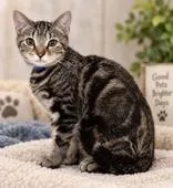 A baby medium-sized male Tabby (Gray / Blue / Silver) Domestic Short Hair cat named Oren for adoption in Portsmouth, OH
