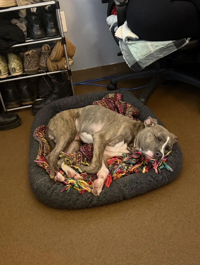 A young medium-sized male Pit Bull Terrier dog named Boone for adoption in Ball Ground, GA