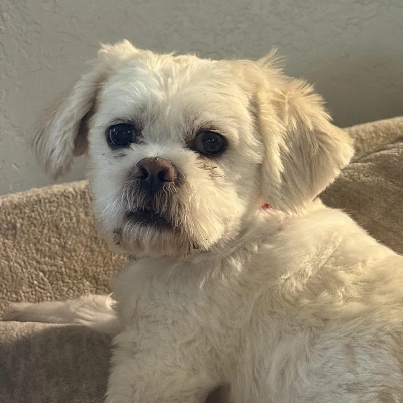 An adult small-sized male Mixed Breed dog named Muzan for adoption in Oxford, ME