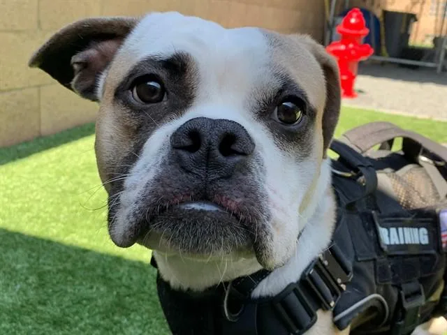 A young medium-sized male Yellow / Tan / Blond / Fawn Bulldog dog named Save Me Please Carter for adoption in San Marcos, CA
