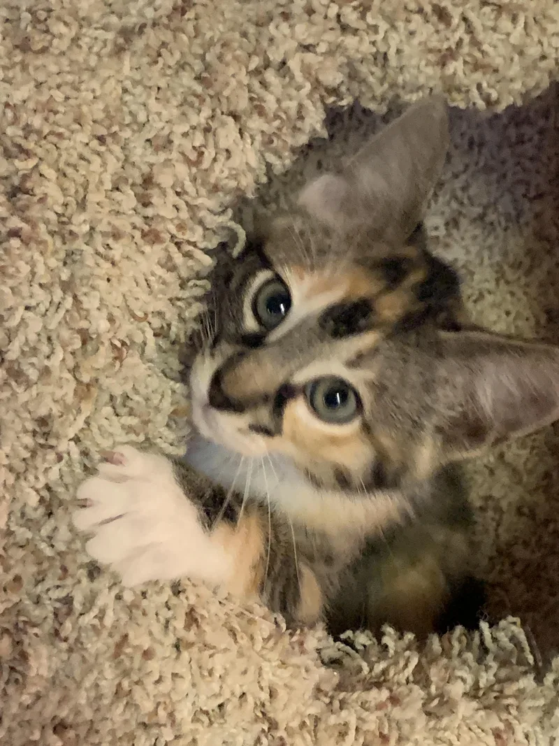 Clara