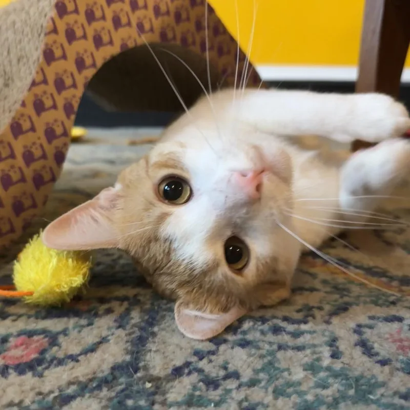 Colby Jack thumbnail 5