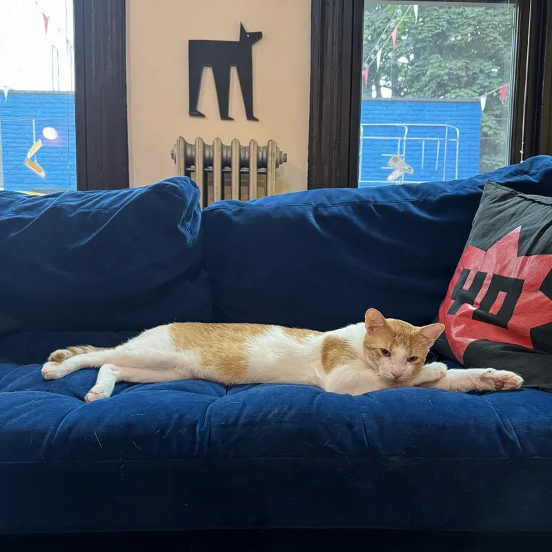 Colby Jack thumbnail 6