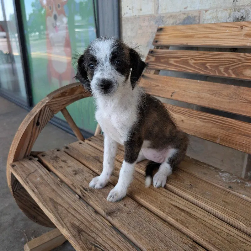 A baby small-sized female Schnauzer dog named Frieda for adoption in Chico, CA