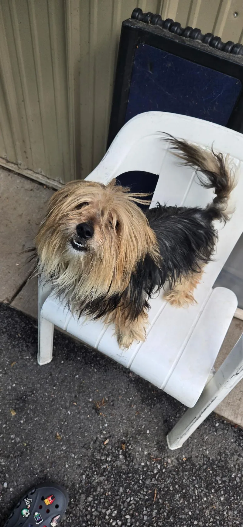 A young small-sized male Tricolor (Brown, Black, & White) Yorkshire Terrier dog named Wally for adoption in Pottsville, PA