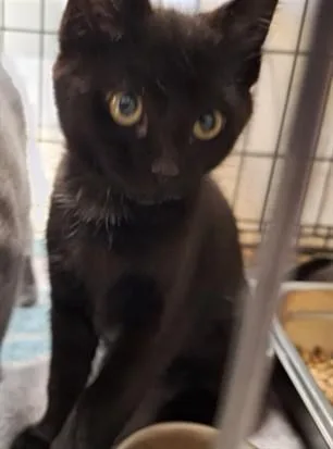 A baby small-sized female Domestic Short Hair cat named Rosa for adoption in Hagerstown, MD