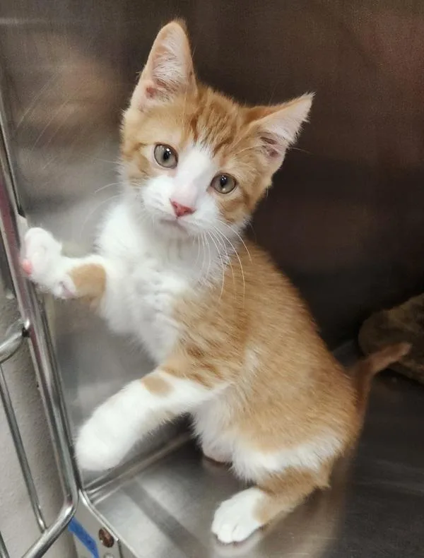 A baby medium-sized male Domestic Short Hair cat named Chipotle for adoption in Canton, GA