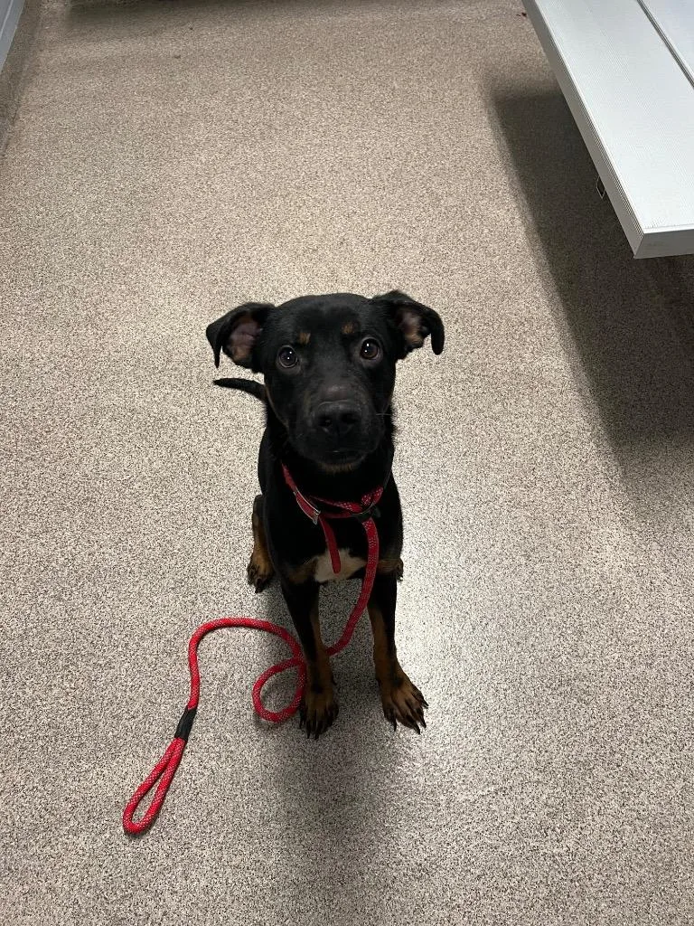 A young medium-sized male Doberman Pinscher dog named Max for adoption in Troy, OH