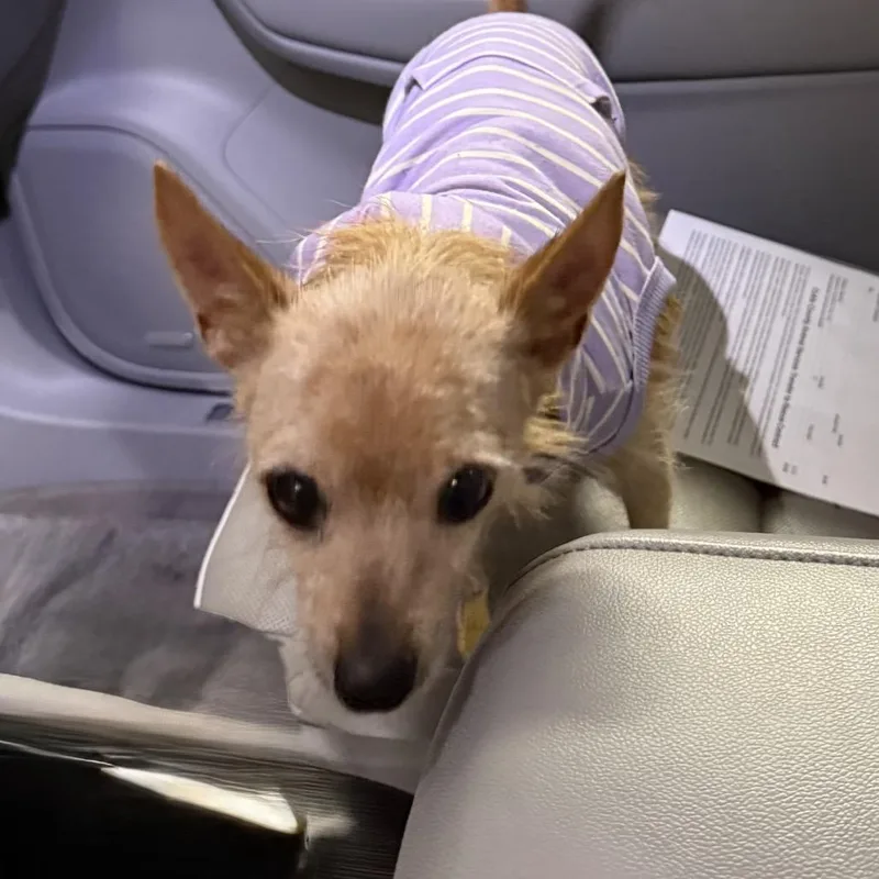 A senior small-sized female Yellow / Tan / Blond / Fawn Chihuahua dog named Sandy for adoption in Austell, GA