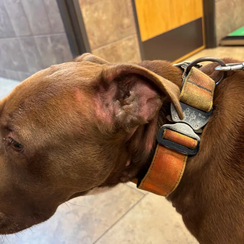 An adult large-sized female Brown / Chocolate Pit Bull Terrier dog named Ginger for adoption in Portland, TX