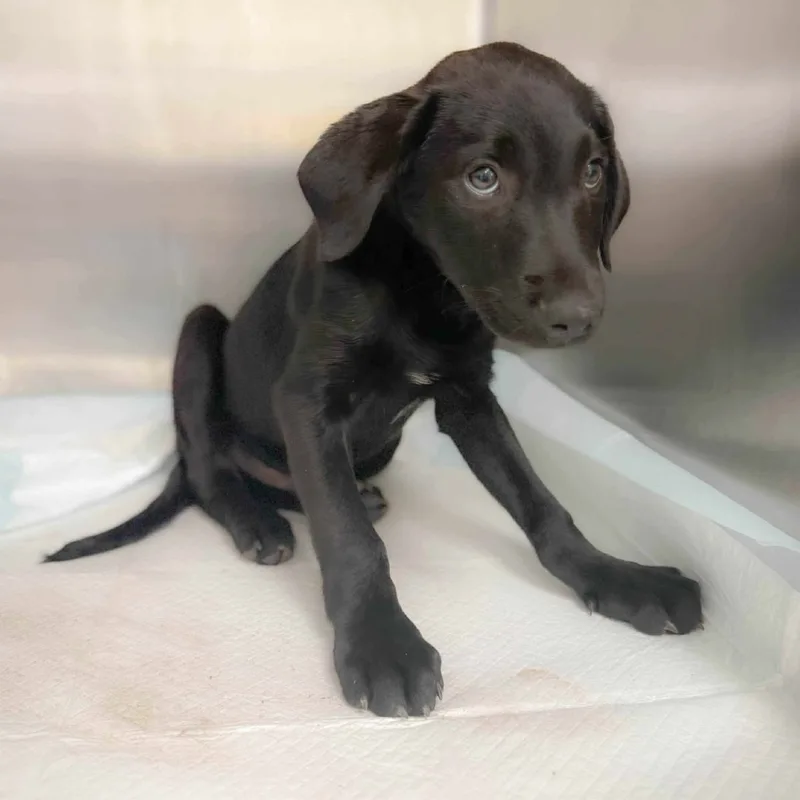 A baby small-sized male Black Labrador Retriever dog named Coal Miners Son for adoption in Bastrop, TX