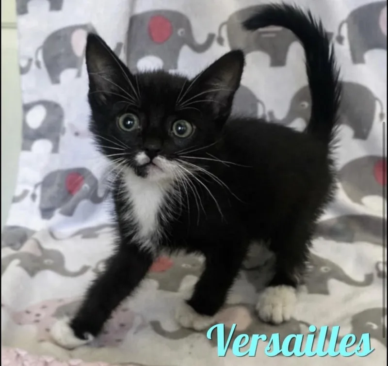 A baby small-sized female Black & White / Tuxedo Domestic Short Hair cat named Versailles for adoption in Hudson, NH