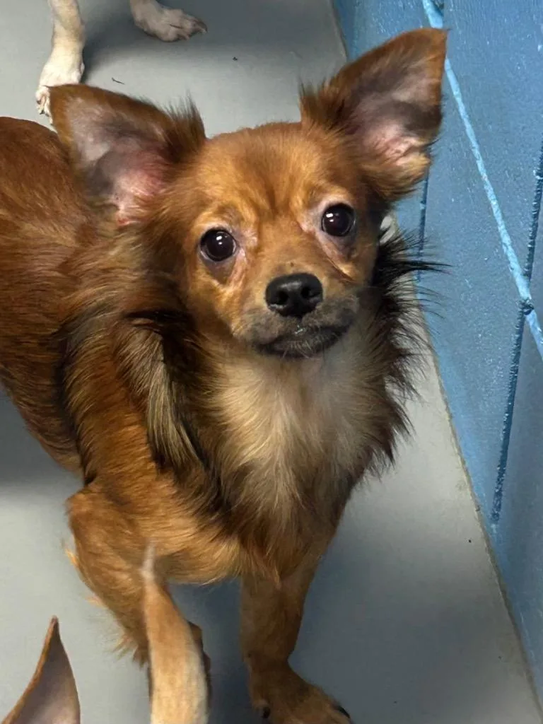 A young medium-sized male Chihuahua dog named Jason for adoption in Hartsville, SC