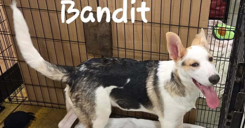 Bandit thumbnail 2