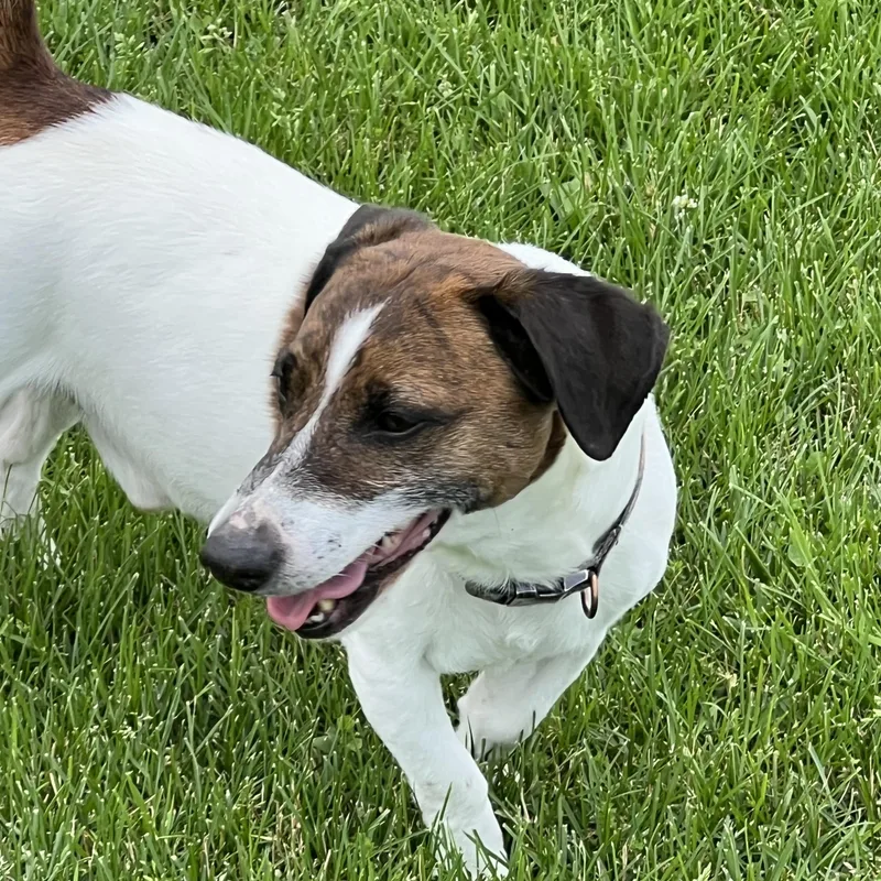 An adult small-sized male White / Cream Jack Russell Terrier dog named Buddy for adoption in Elkton, MI