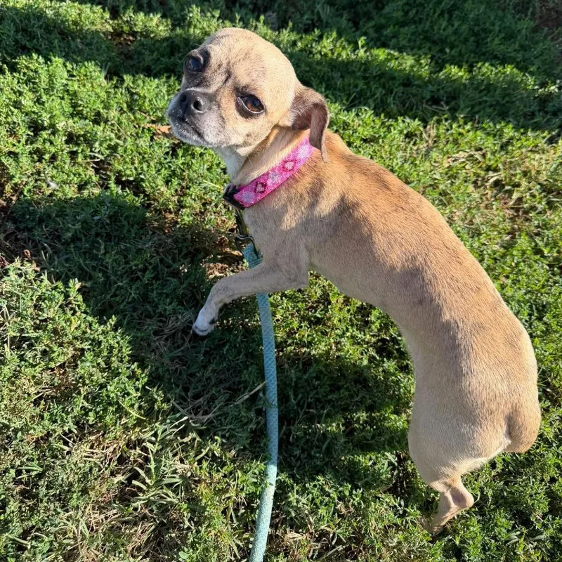 An adult small-sized female Brindle Pug dog named Yoko Ono for adoption in Jackson, MO
