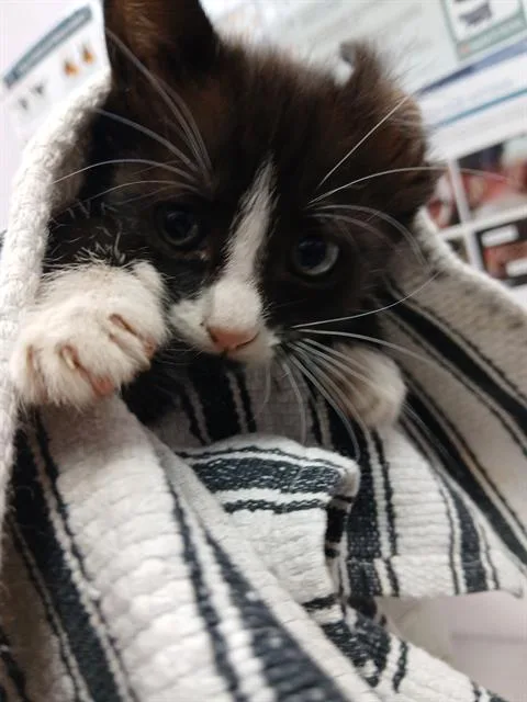 A baby small-sized female Domestic Short Hair cat named Kingston for adoption in Jacksonville, FL