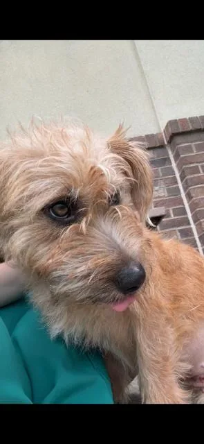 A young small-sized female Golden Cairn Terrier dog named Sandy for adoption in Monroe, GA