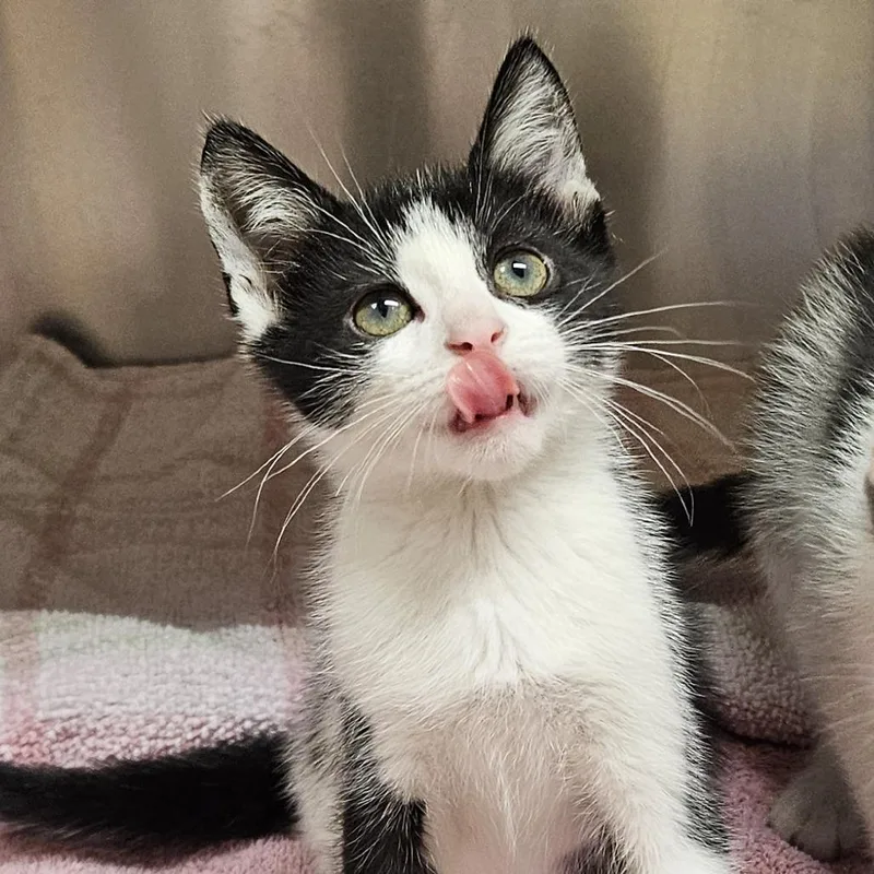 A baby small-sized male Black Domestic Short Hair cat named Rotund Egg % Off! for adoption in Springfield, MA