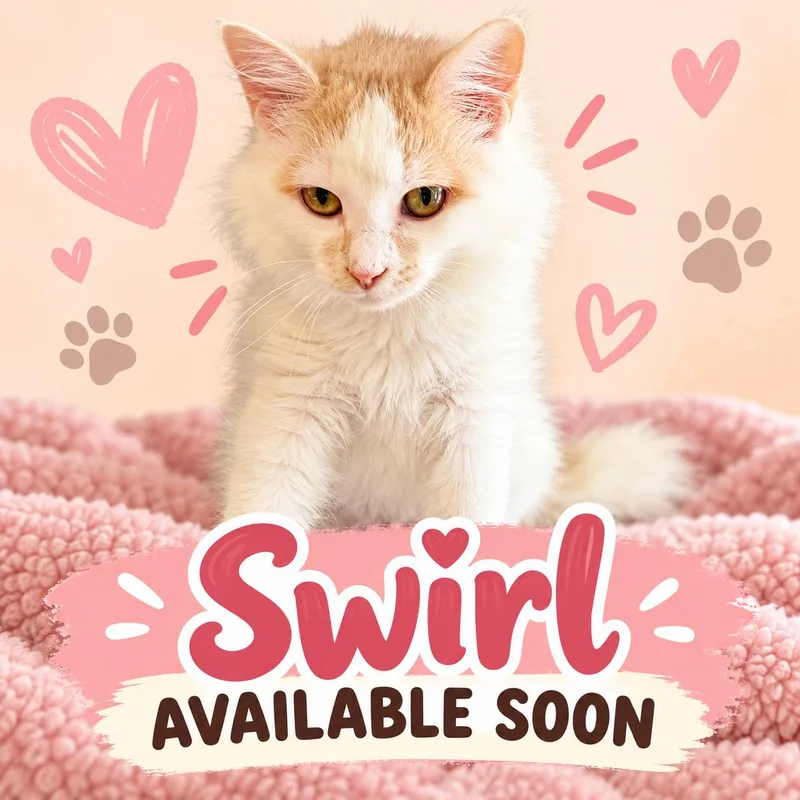 A young medium-sized female Domestic Long Hair cat named Swirl for adoption in Marshall, MO