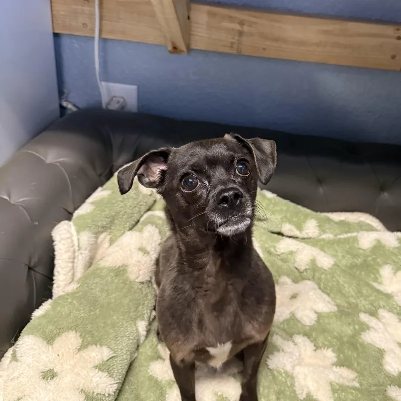 An adult small-sized male Gray / Blue / Silver Chiweenie dog named Harry Harrington for adoption in Oklahoma City, OK