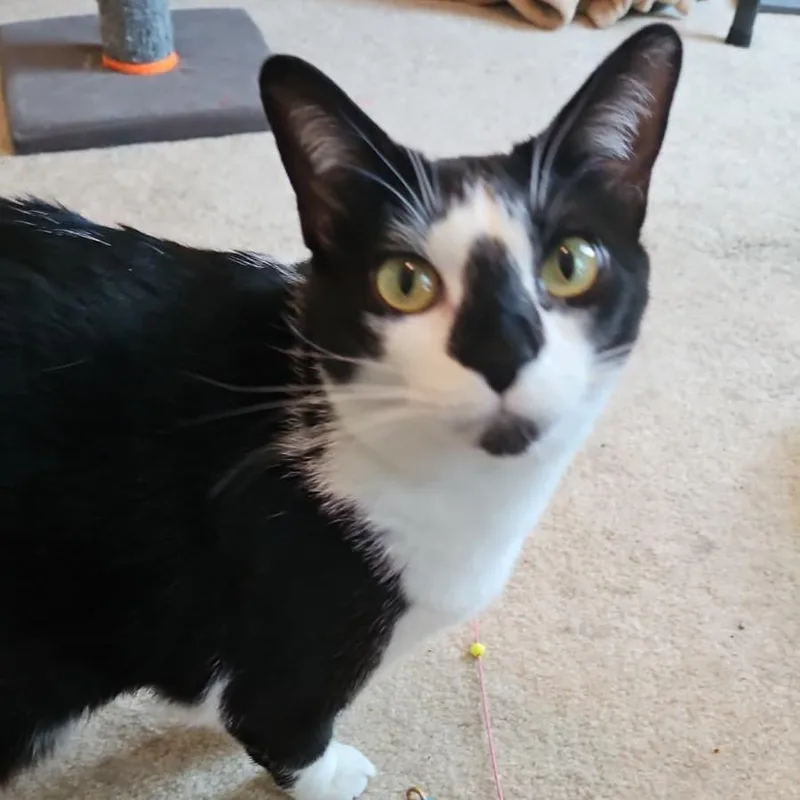 An adult small-sized female Black Domestic Short Hair cat named Bonnie Girl for adoption in Winchester, VA