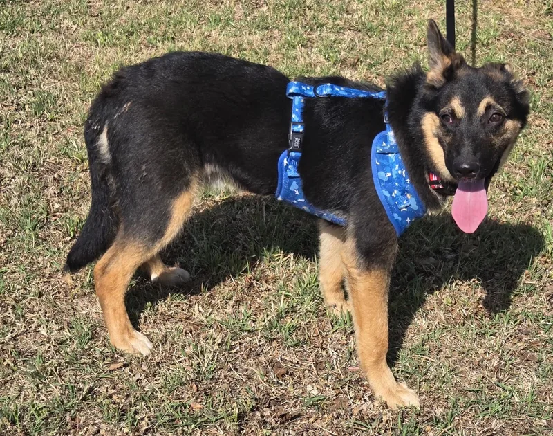 A young large-sized male German Shepherd Dog dog named Easton $ for adoption in Milwaukee, WI