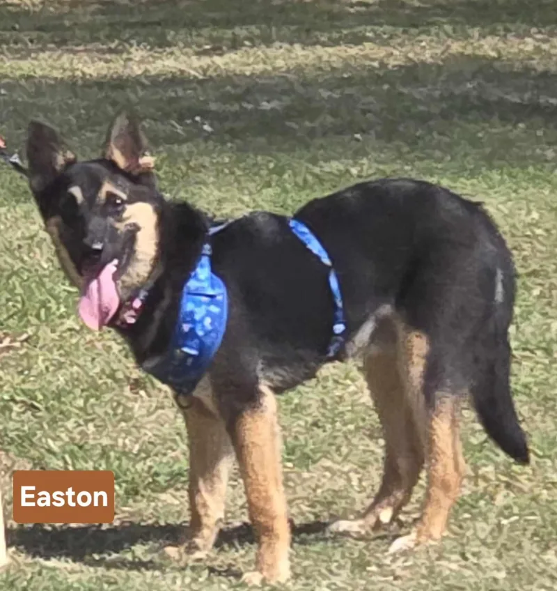 Easton   $ thumbnail 5