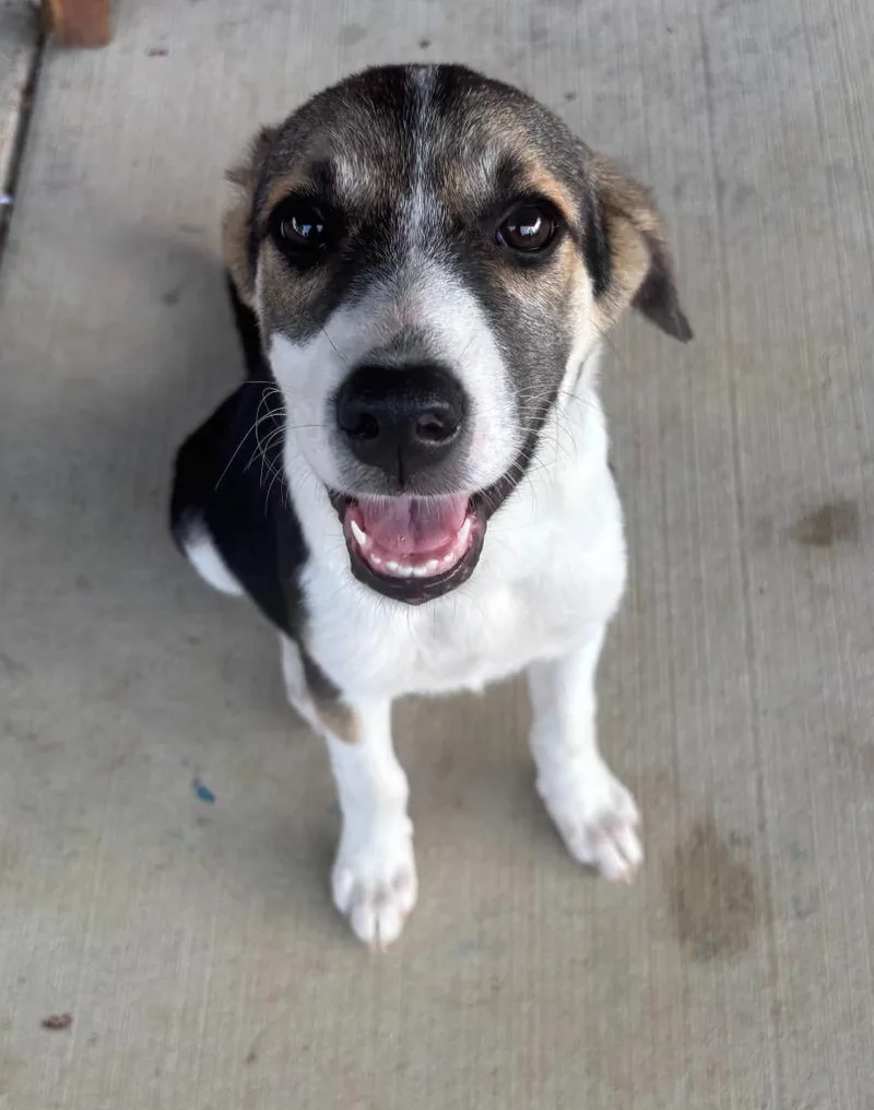 A baby large-sized female Hound dog named Starla for adoption in Lawrenceburg, TN